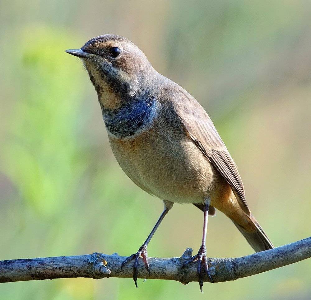 luscinia svecica, варакушка, Alexey Gnilenkov