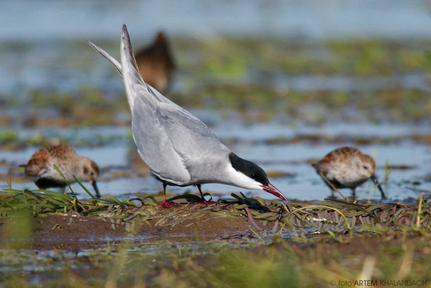 , Артем Халандач