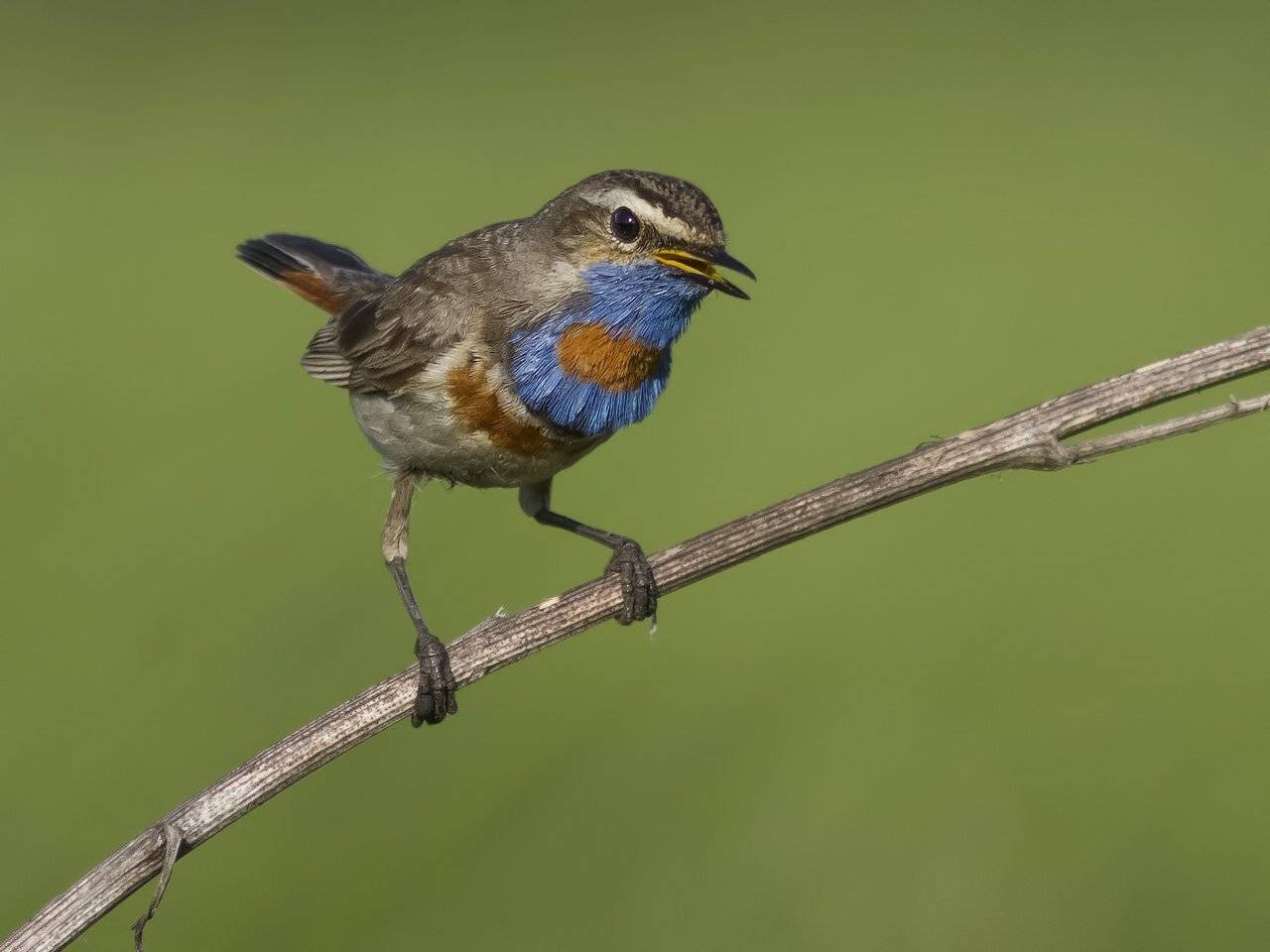 Варакушка, Ляпустин Юра