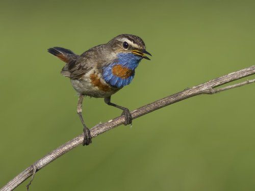 Bluethroat.