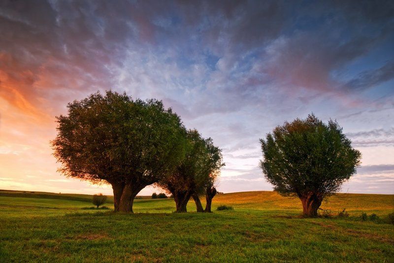 Willow фото превью
