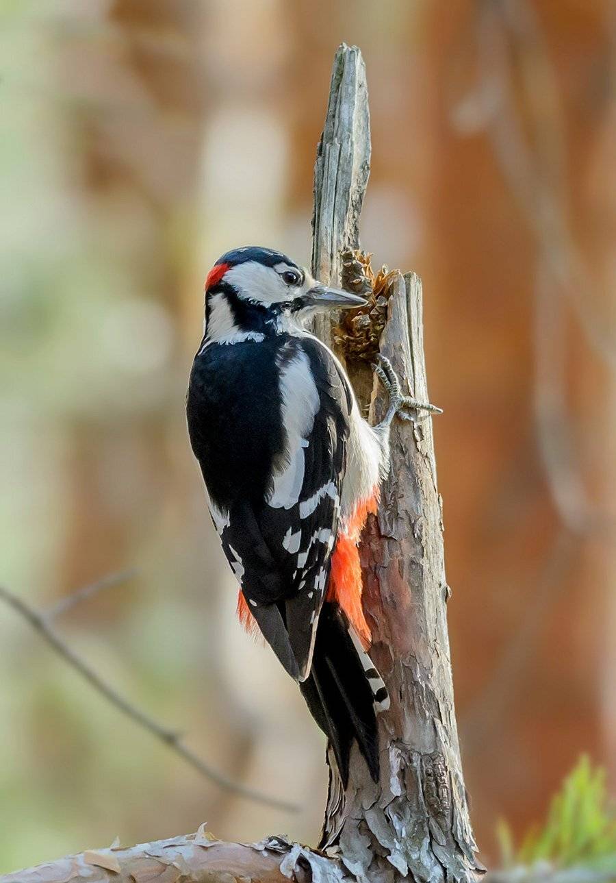 , алексей овчинников