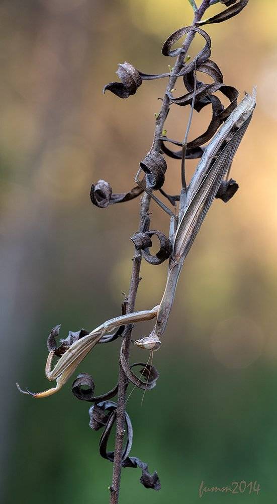 , Игорь ФУММ