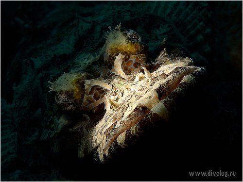 Эксперименты с крокодилом