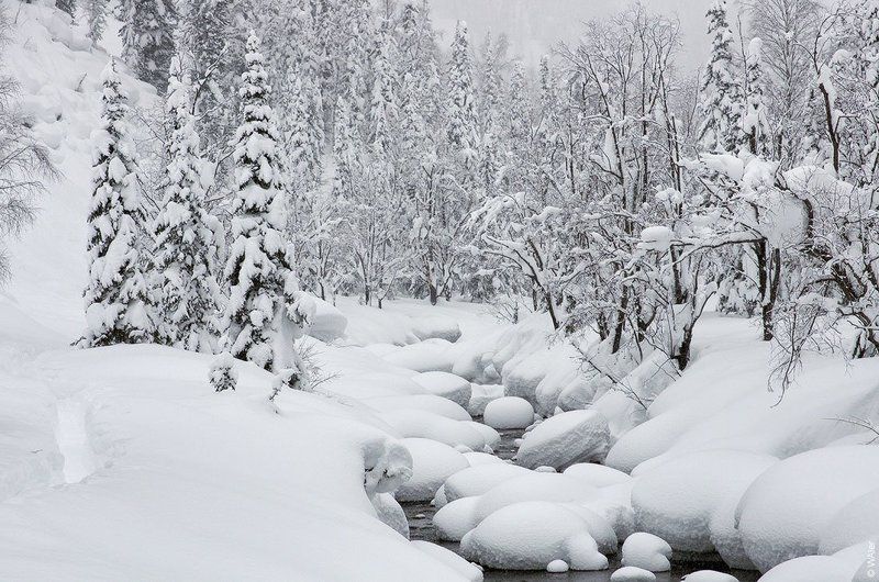 PRO Белое безмолвие... фото превью