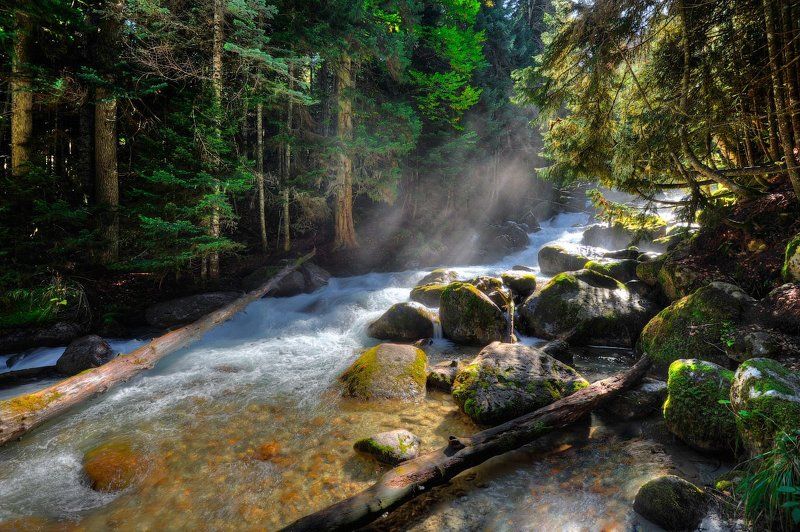 Горы, Домбай, Лес Forest Tale фото превью