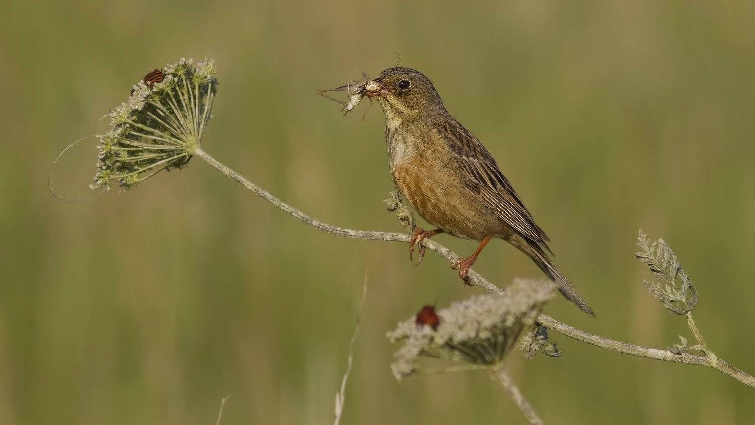 Овсянка садовая, Ляпустин Юра