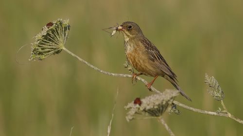 Ortolan bunting.