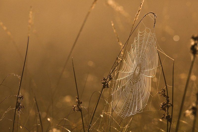 Кружева. фото превью