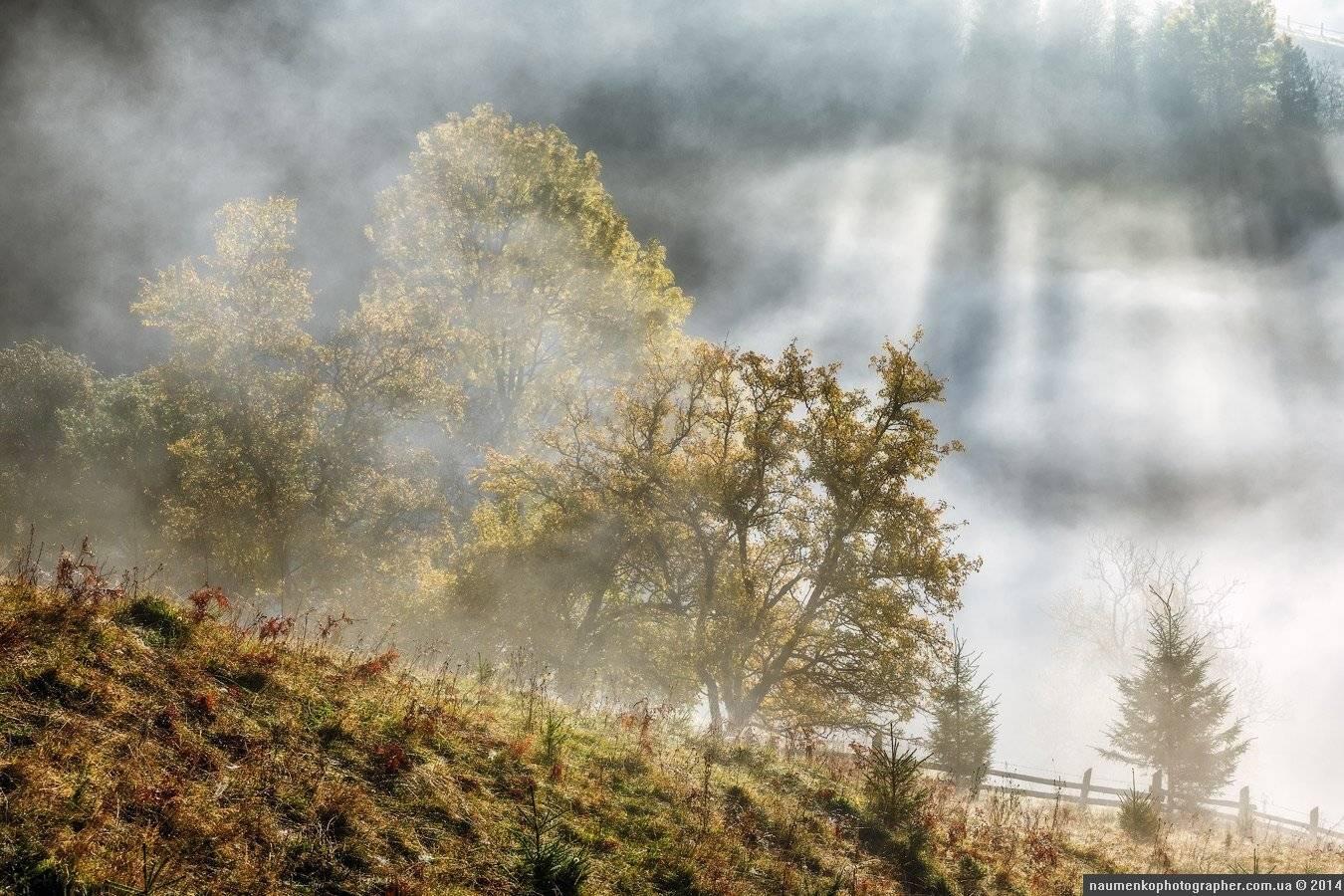 горы,	зеленый,	карпаты,	луг, природа,	рассвет,	роса, склон,	солнце,	трава,	туман, дземброня, Александр Науменко