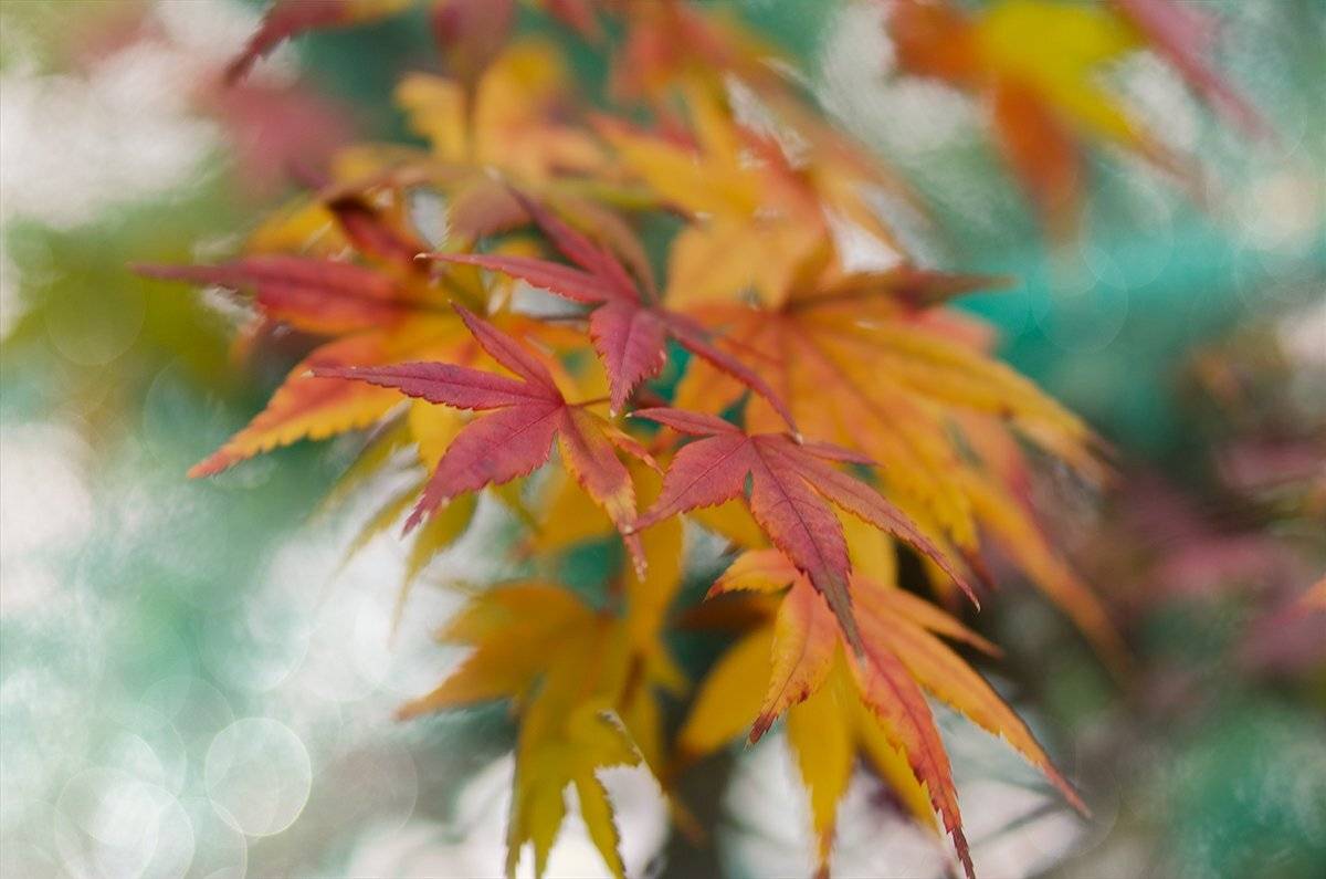 , Таня  Маркова