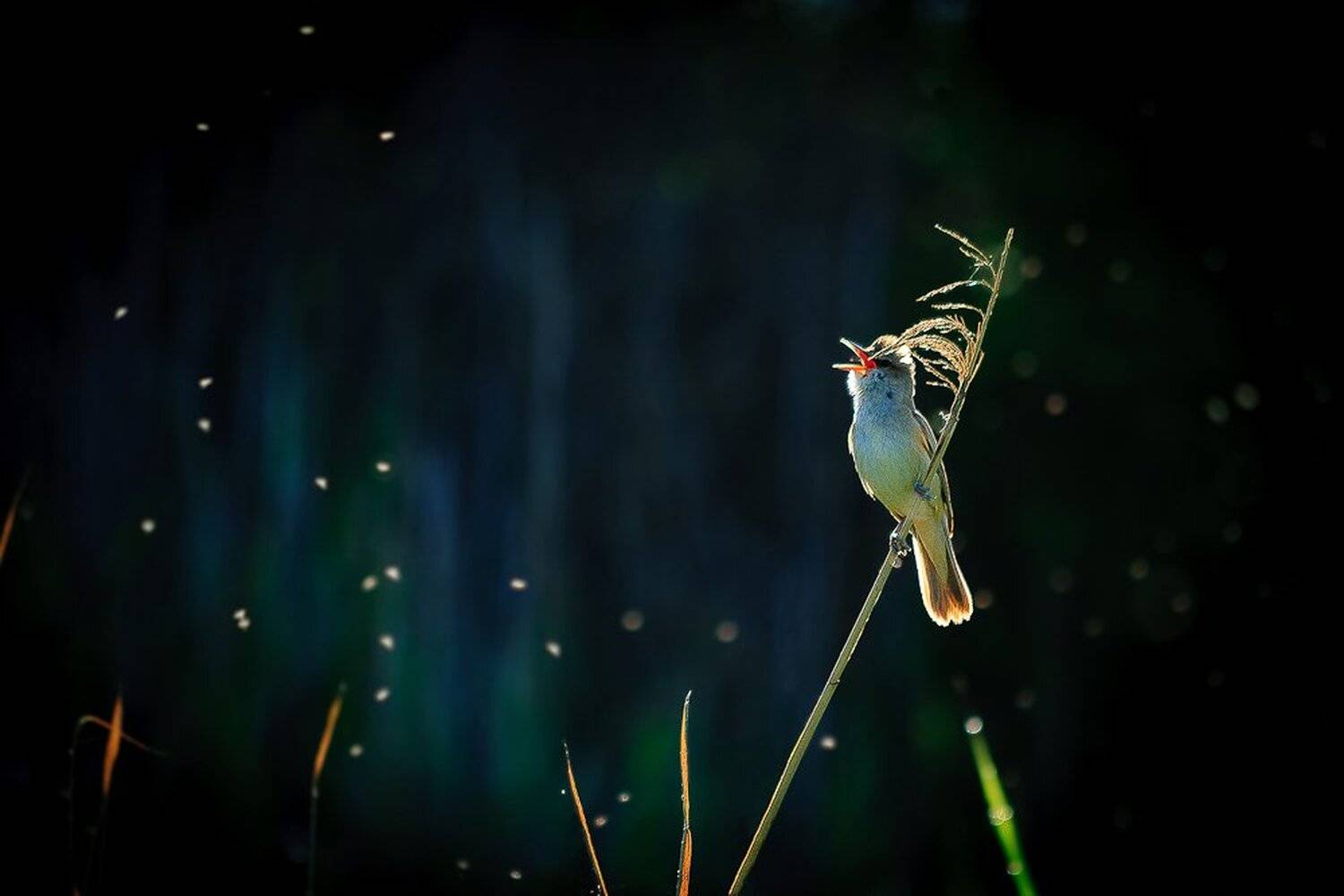 , Gabriel Prescornita