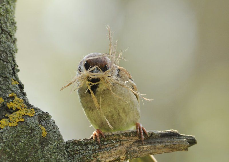 Воробьи Трудяга... фото превью