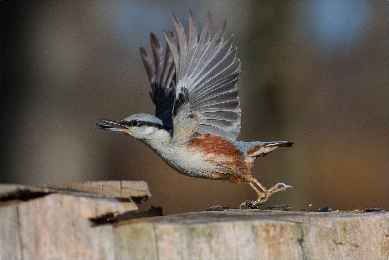 , Руслан Сигушин