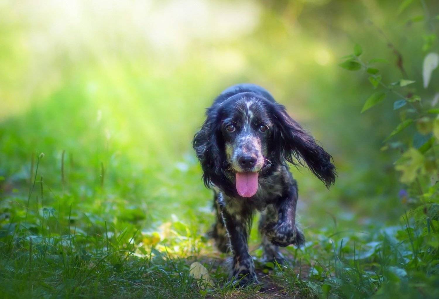 фотограф, животных, саров, охота, собаки, портрет, движение, художественное, фото, Александр Чибиркин