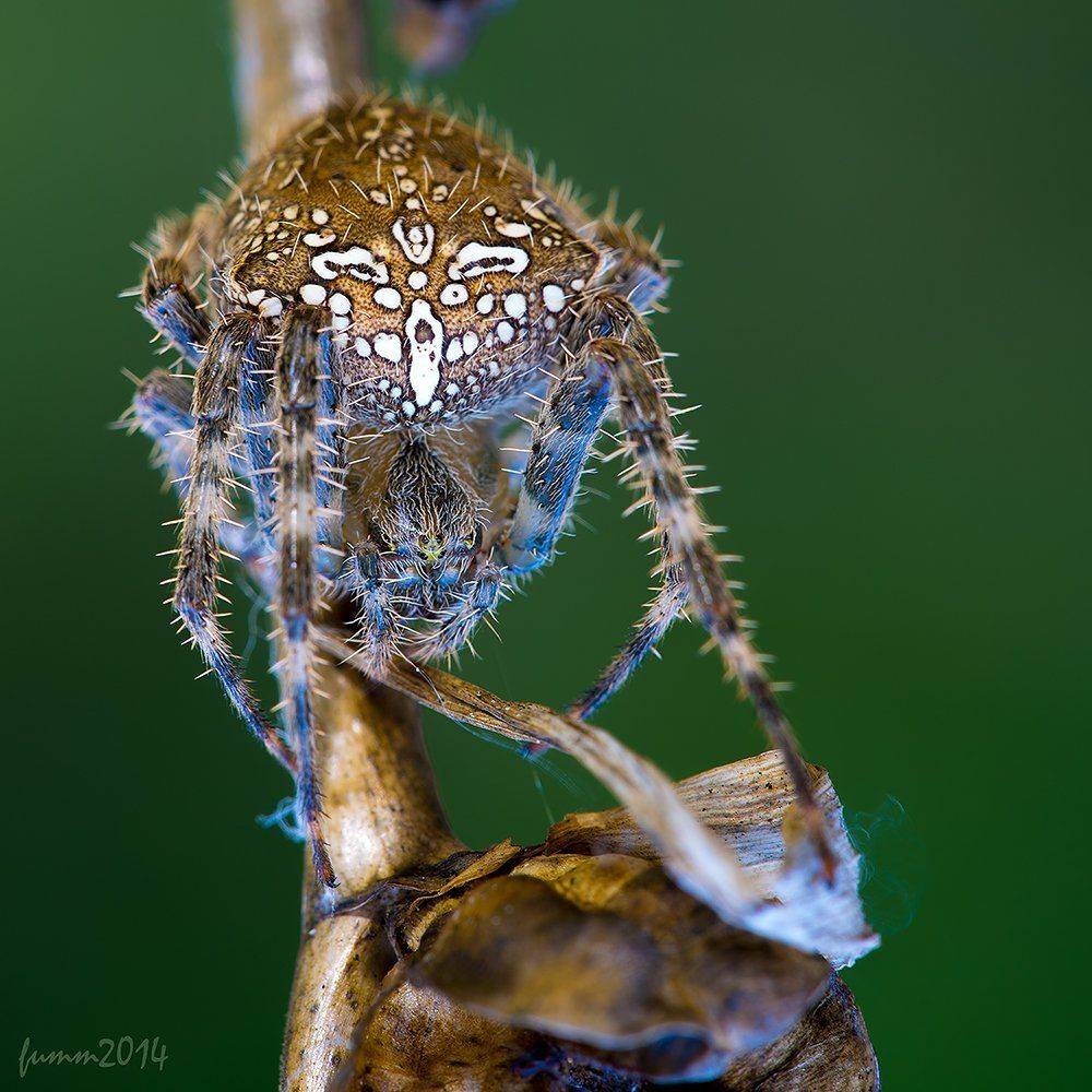 , Игорь ФУММ