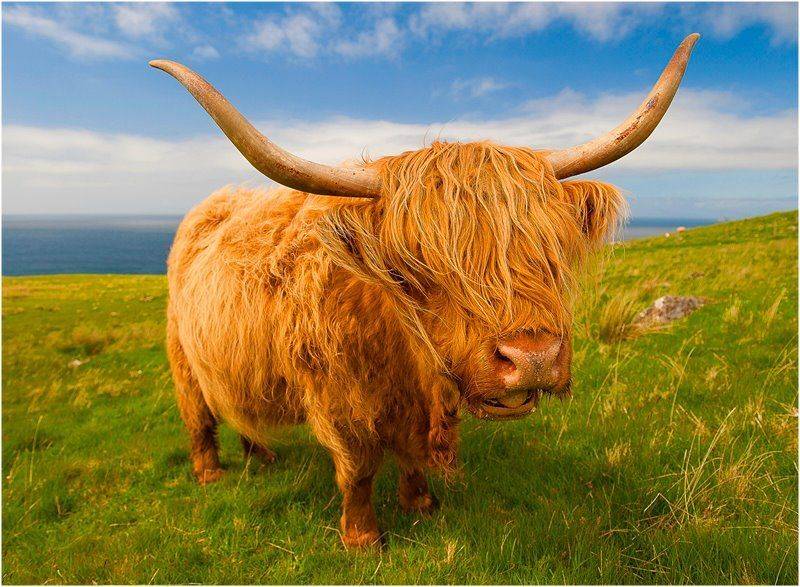 Animal, Animals, Portrait, Scotland, Scottish, Skye, Tomek Jungowski