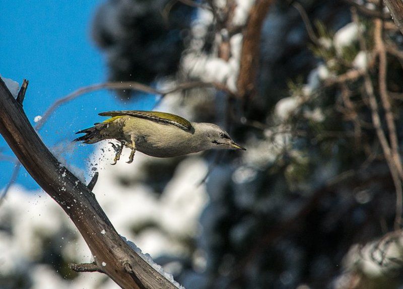 Picus canus фото превью