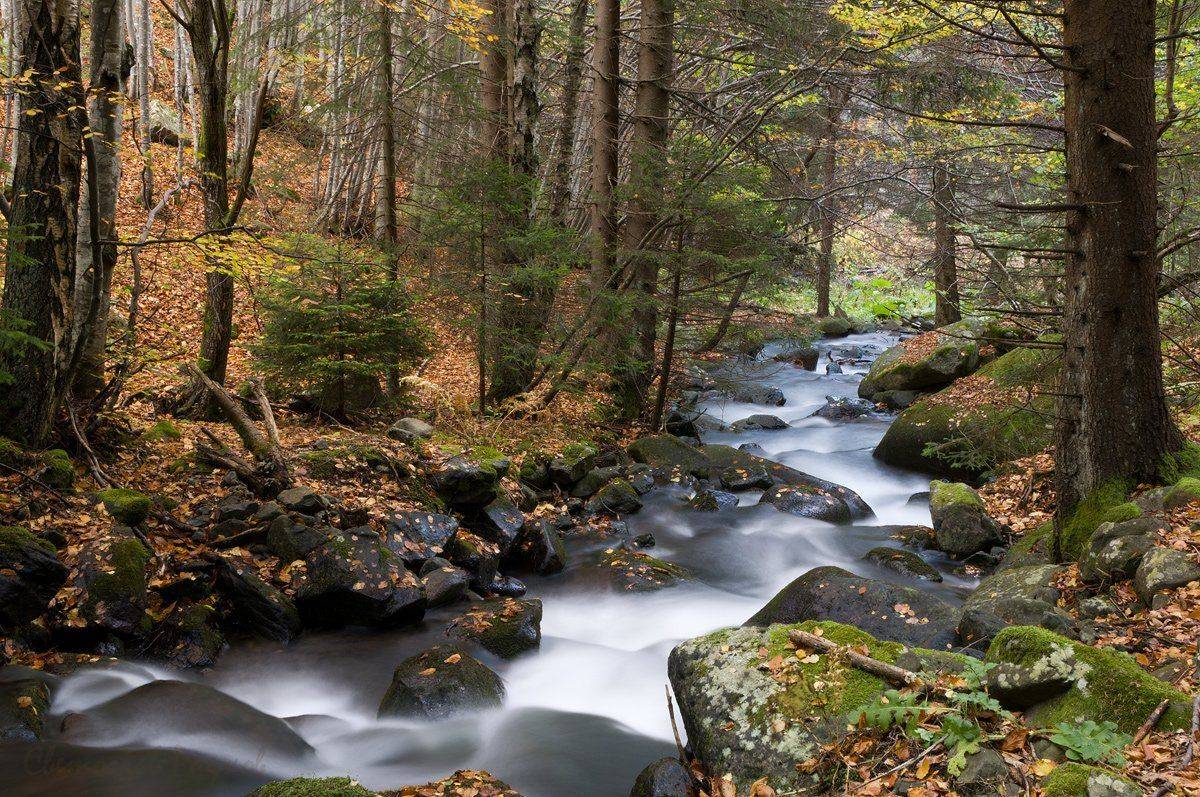 Fish animaltree, Mountian, River, Water, Svetoslav Radkov