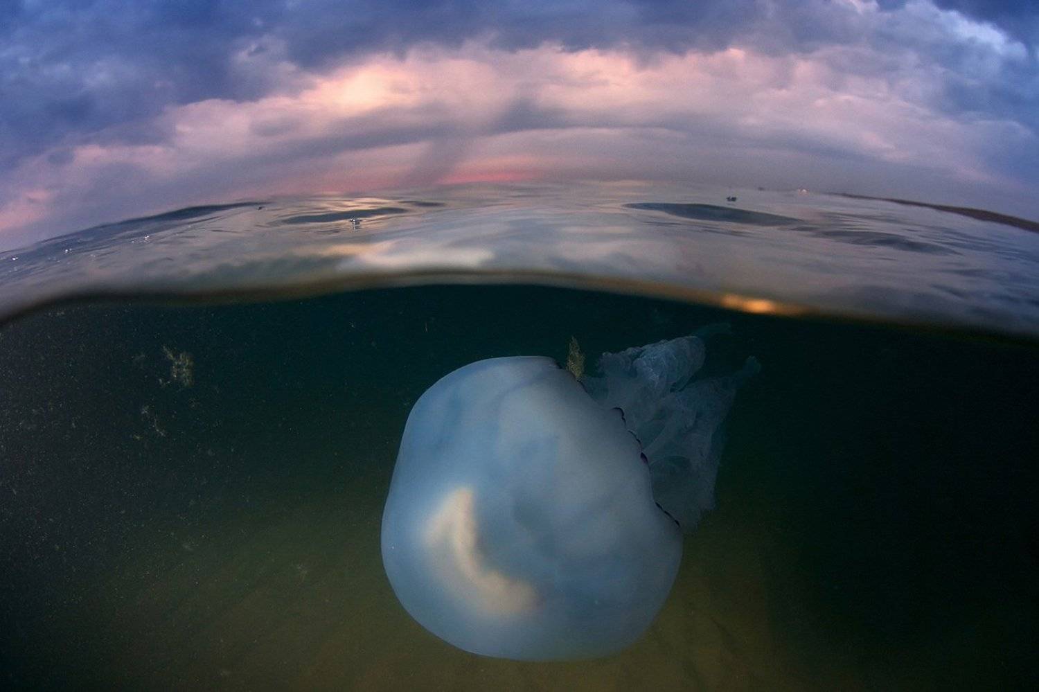 , Никифоров Егор