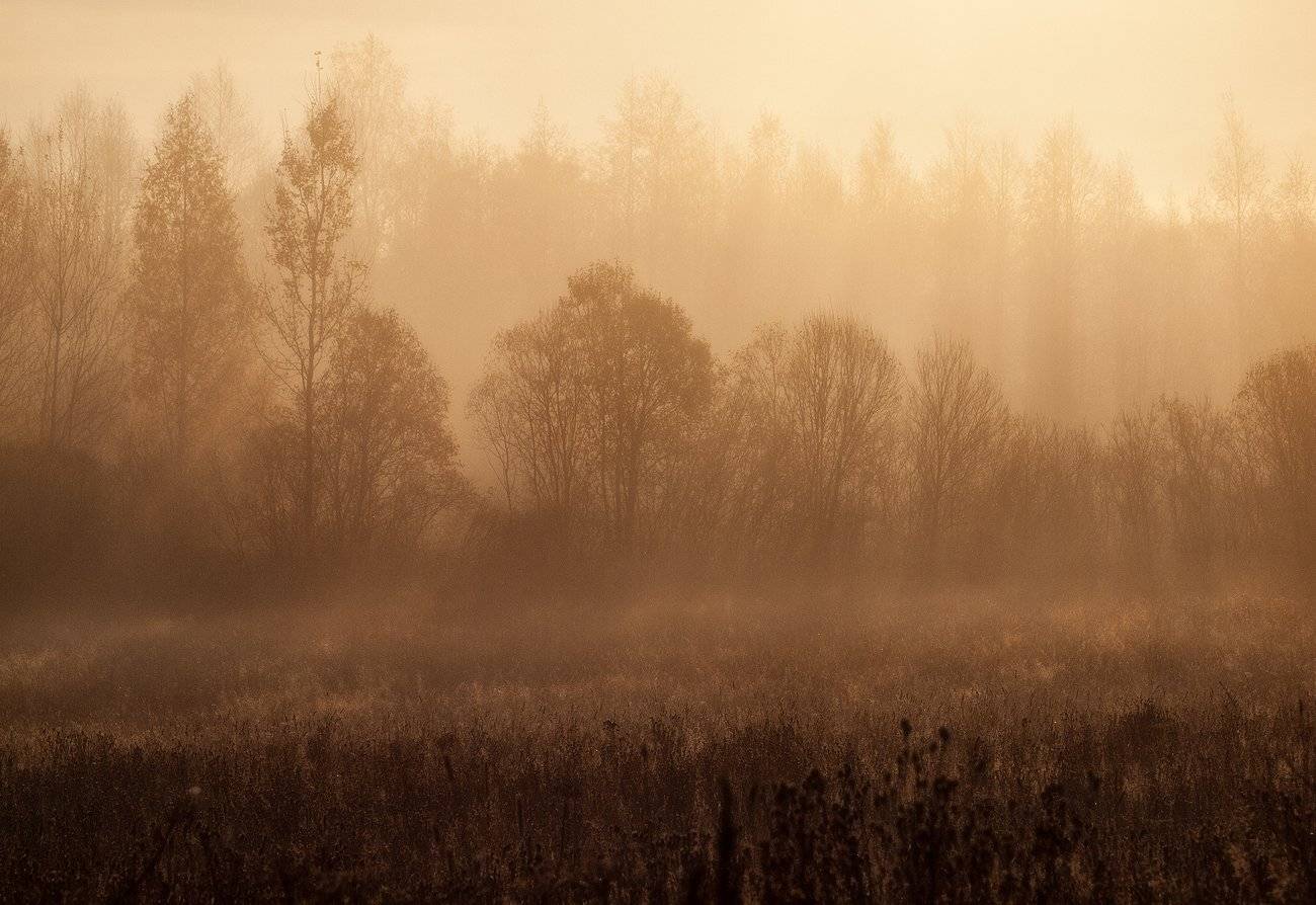 , Владимир Перепечаев