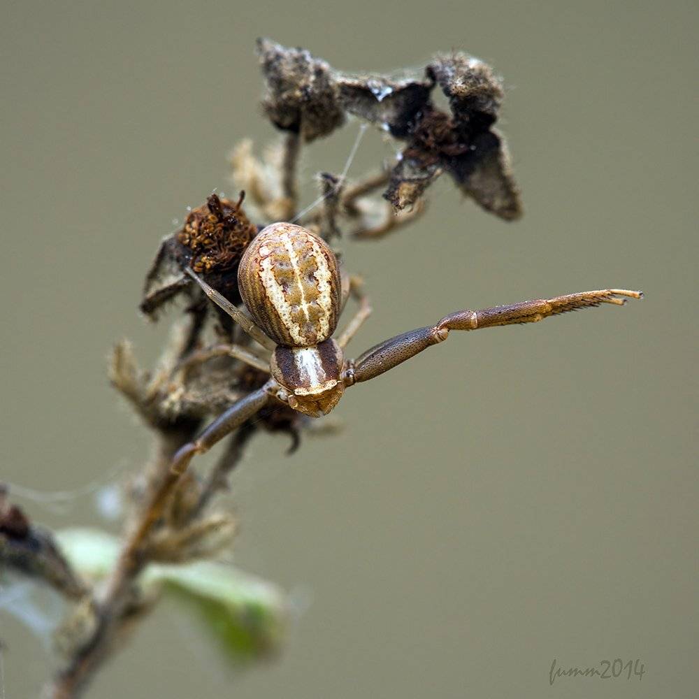 , Игорь ФУММ