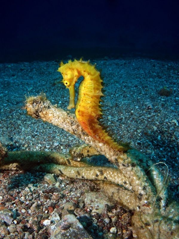 Seahorse фото превью