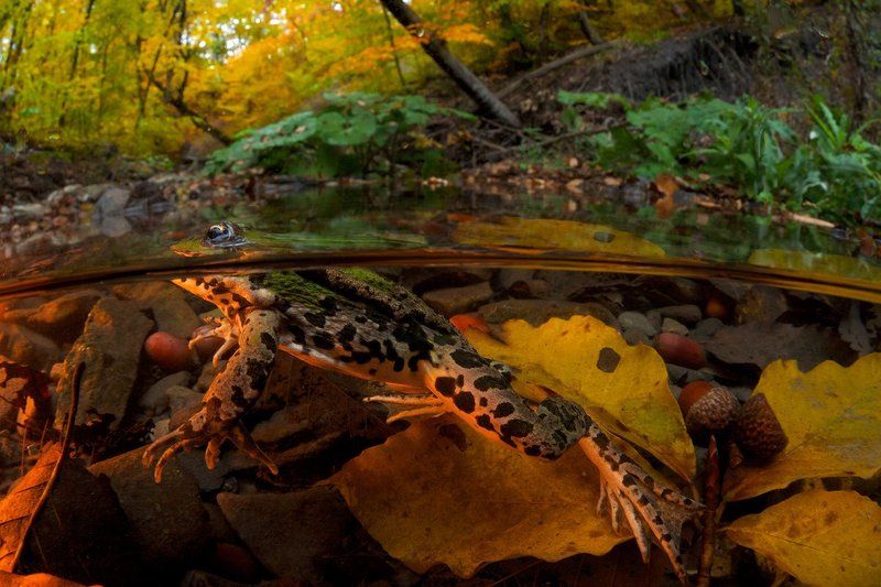Лягушкино царство фото превью