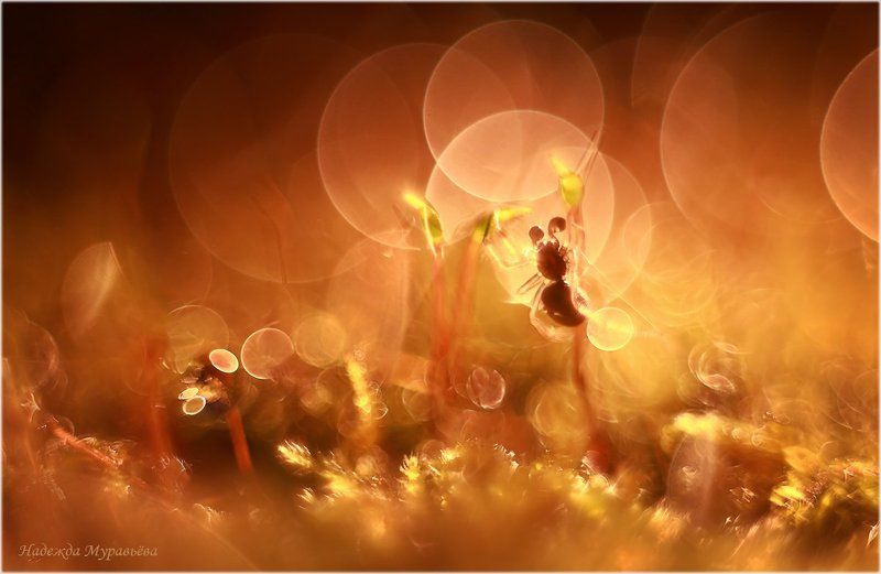 К солнцу! фото превью