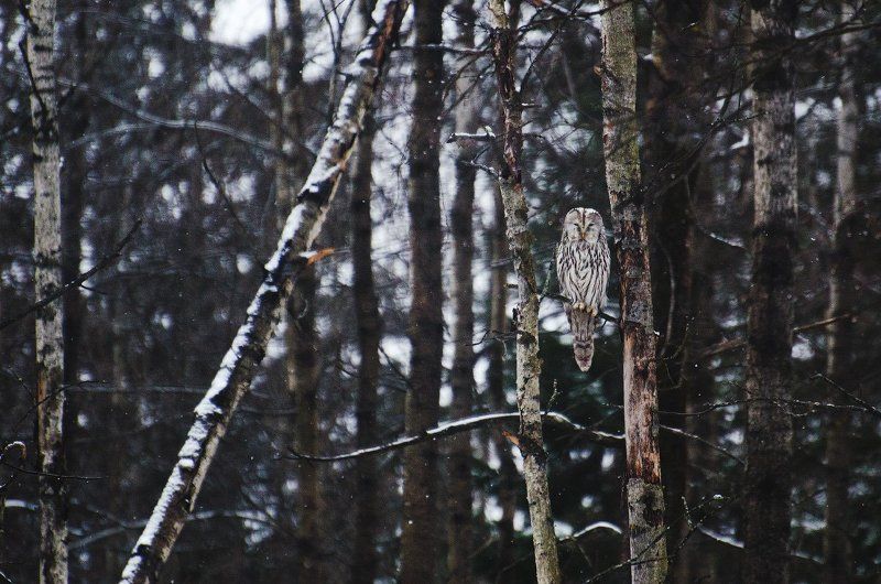 Длиннохвостая неясыть. фото превью