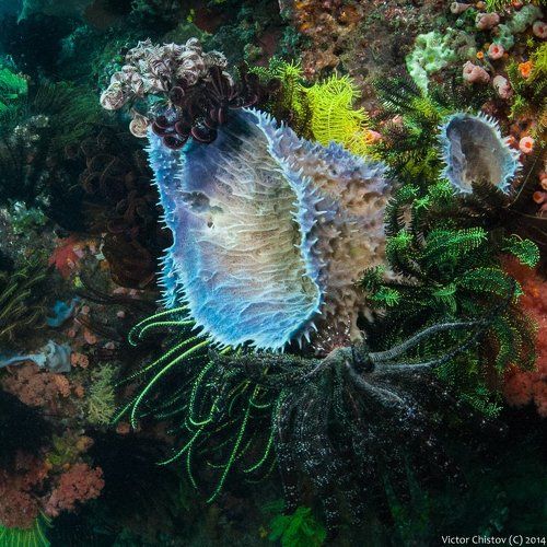 О плотности жизни на морском дне