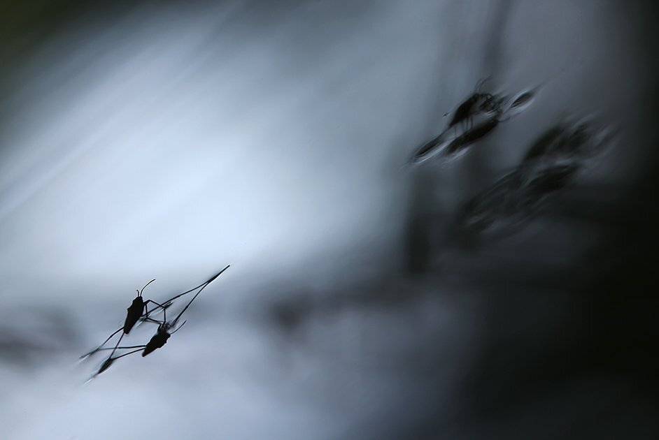 , Иваненко Светлана