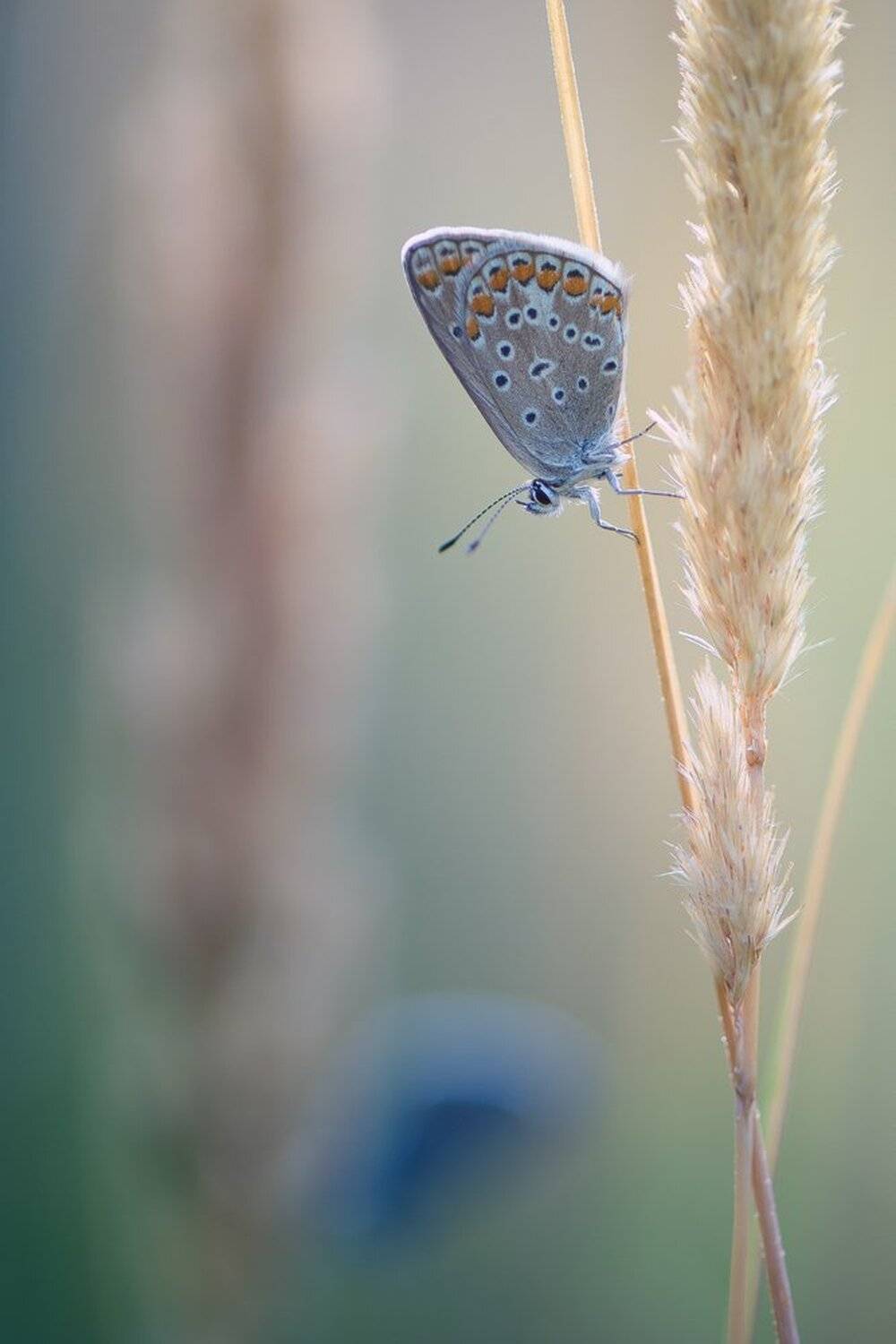 , Кузнецов Дмитрий