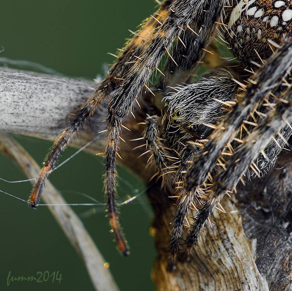 , Игорь ФУММ