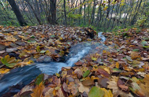 Pro ковры из жёлтых листьев…