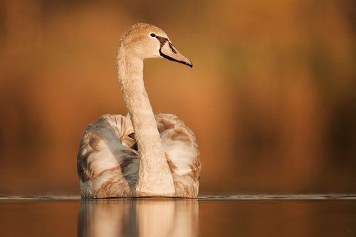 Autumn Swan