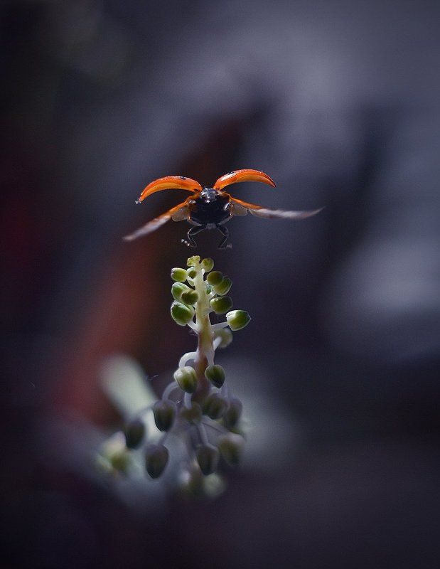 Орел. фото превью