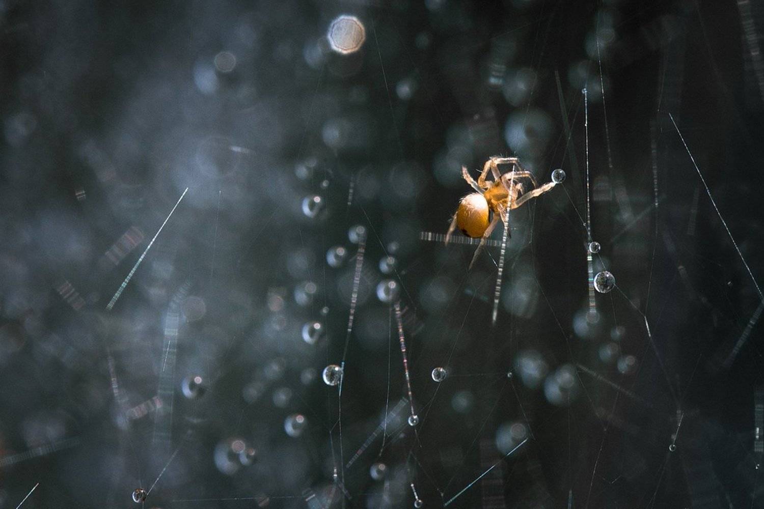 , Вилюнов Дмитрий