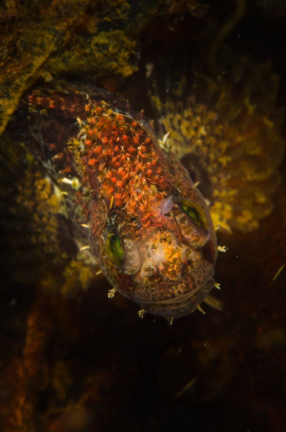 , Дмитрий Старостенков