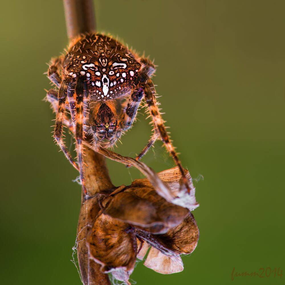 , Игорь ФУММ