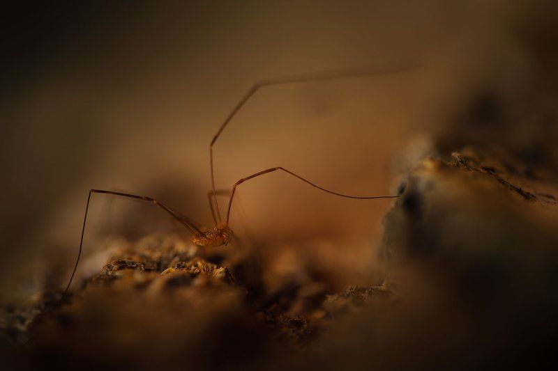 Alien фото превью