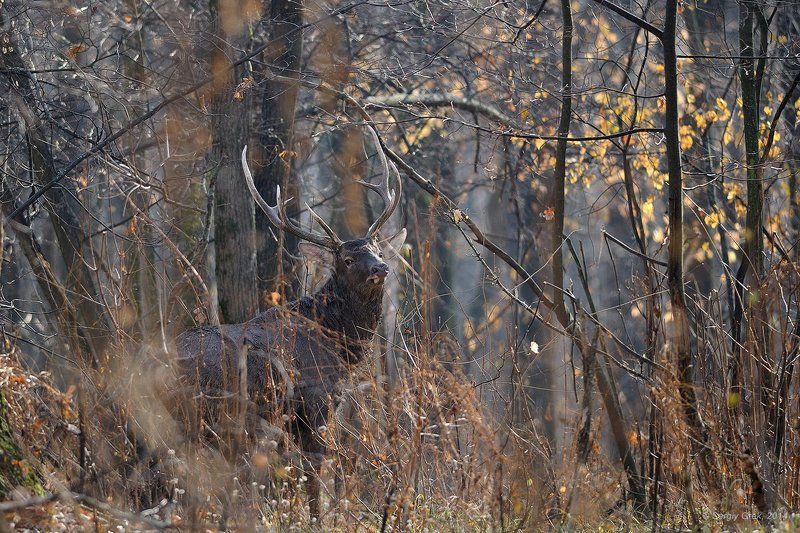 Нега фото превью