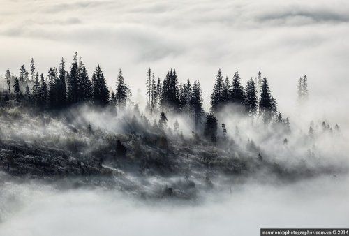 Высокие Татры. Туманное утро в лесу-2