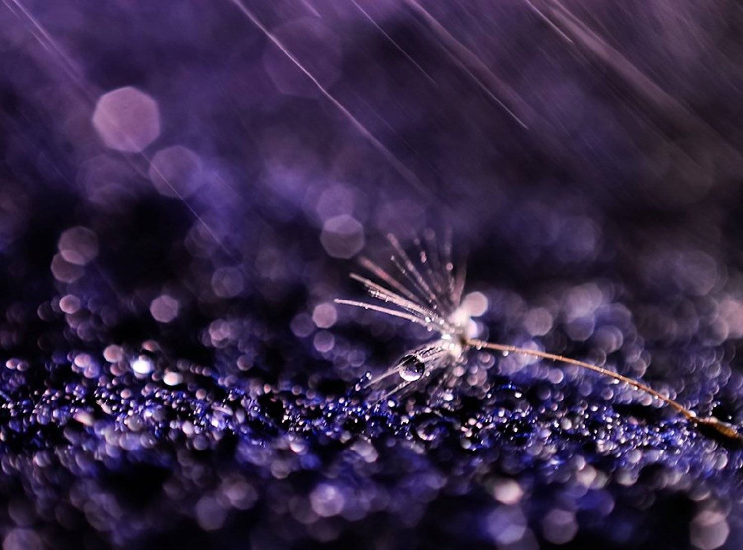 , Ивелина Благоева