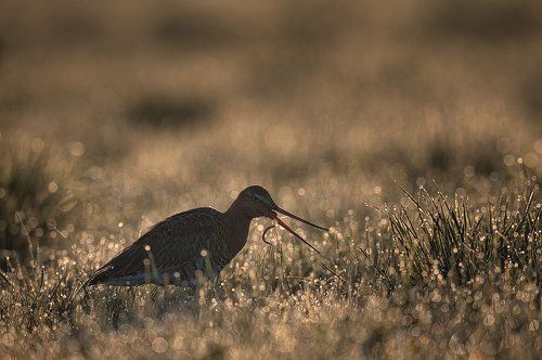 Заморю-ка я червячка !