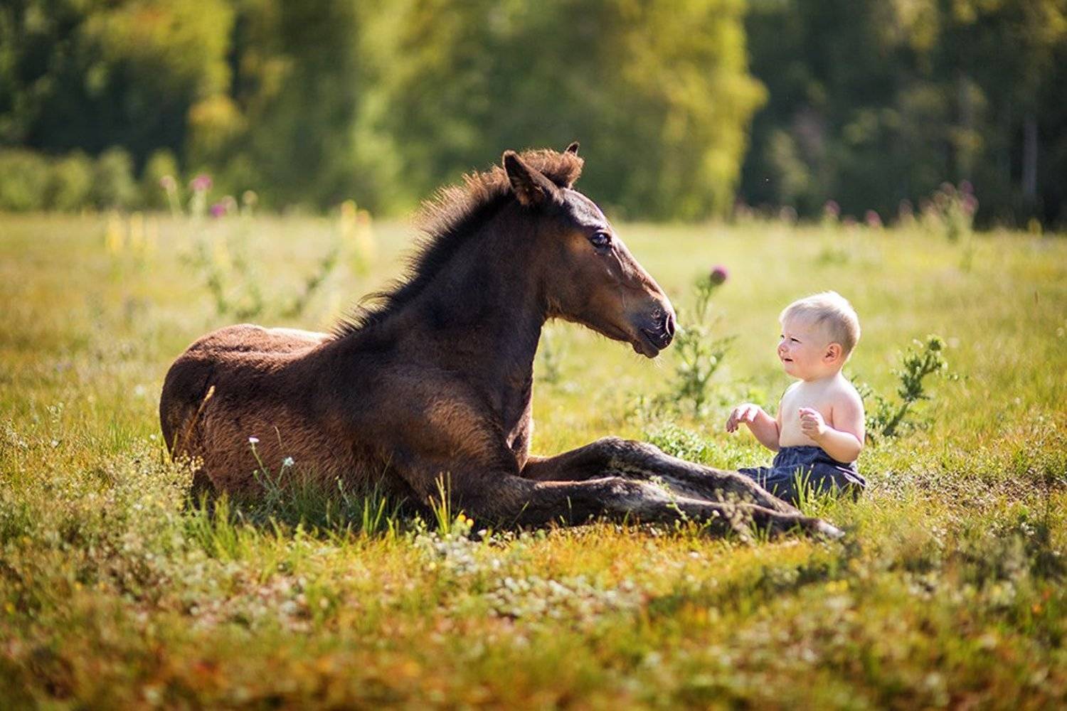 Жанровый портрет, Жеребенок, Лето, Малыш, Светлана Тимис