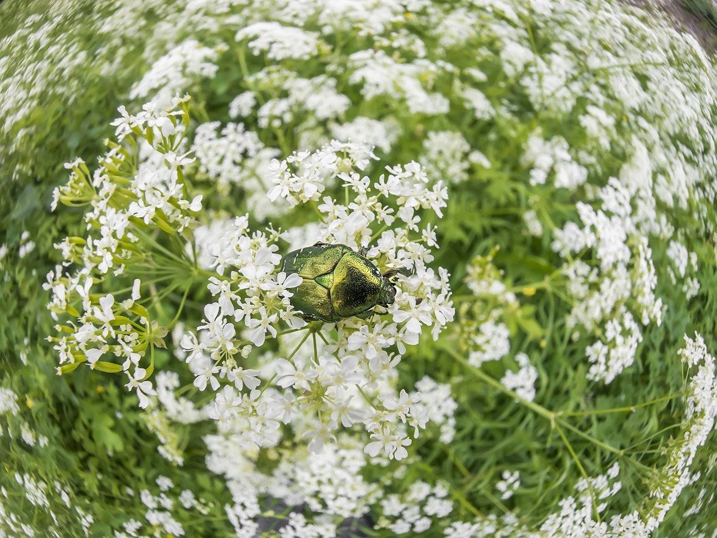 , Евгения Муравская