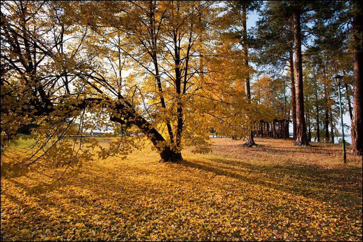 , Георгий Сапожников