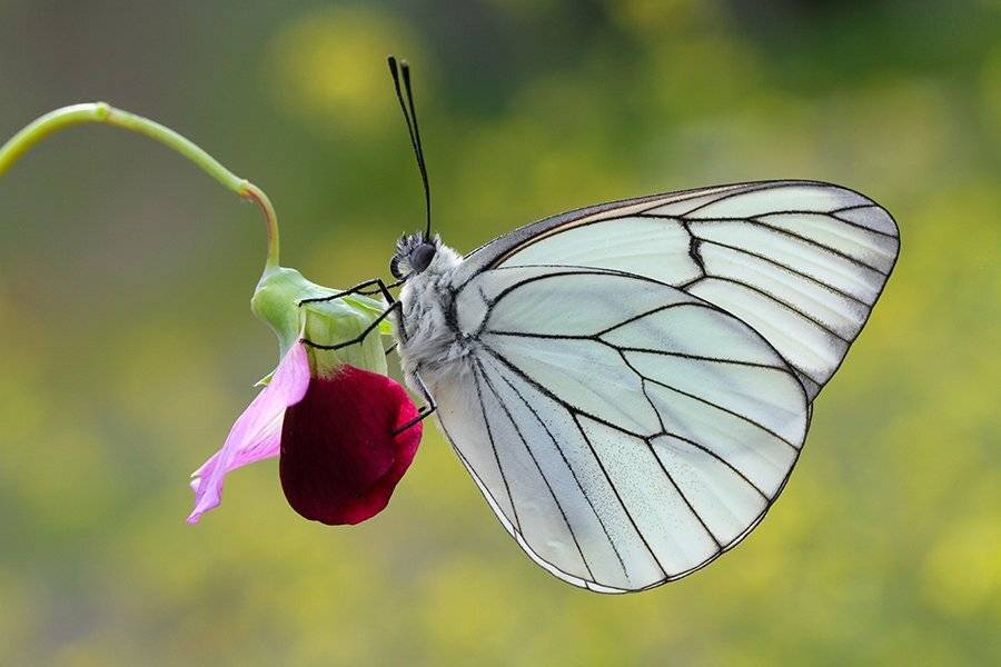 , mehmet