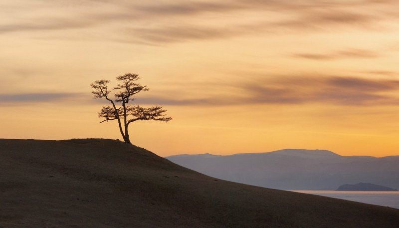 Байкал, Дерево Хужирская лиственница фото превью